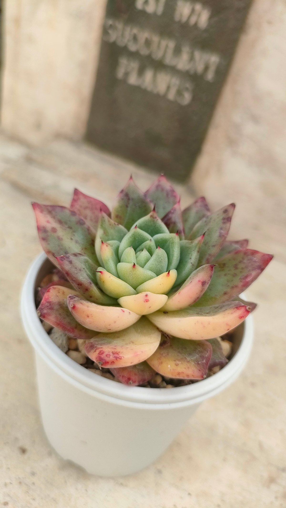 ラジョヤ錦 エケベリア 抜き苗 | 多肉植物カット苗の通販 | エケベリア