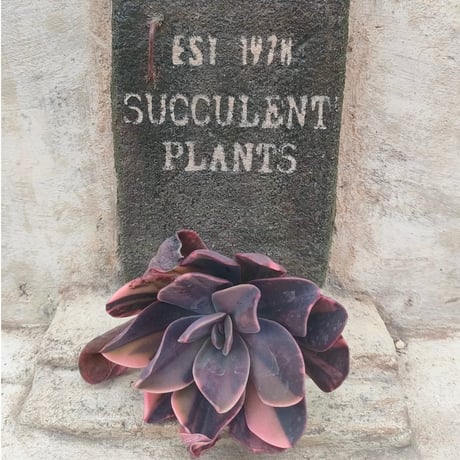 商品一覧 | 多肉植物カット苗の通販 | エケベリア(韓国苗)多肉植物専門