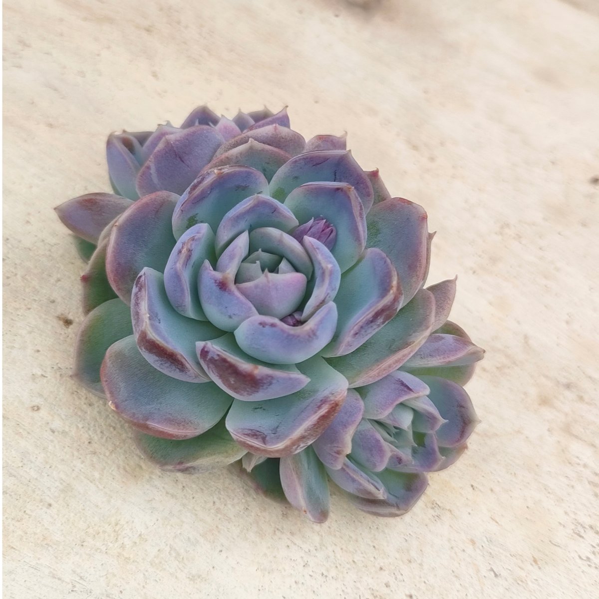 リッチブルー エケベリア カット苗 | 多肉植物カット苗の通販