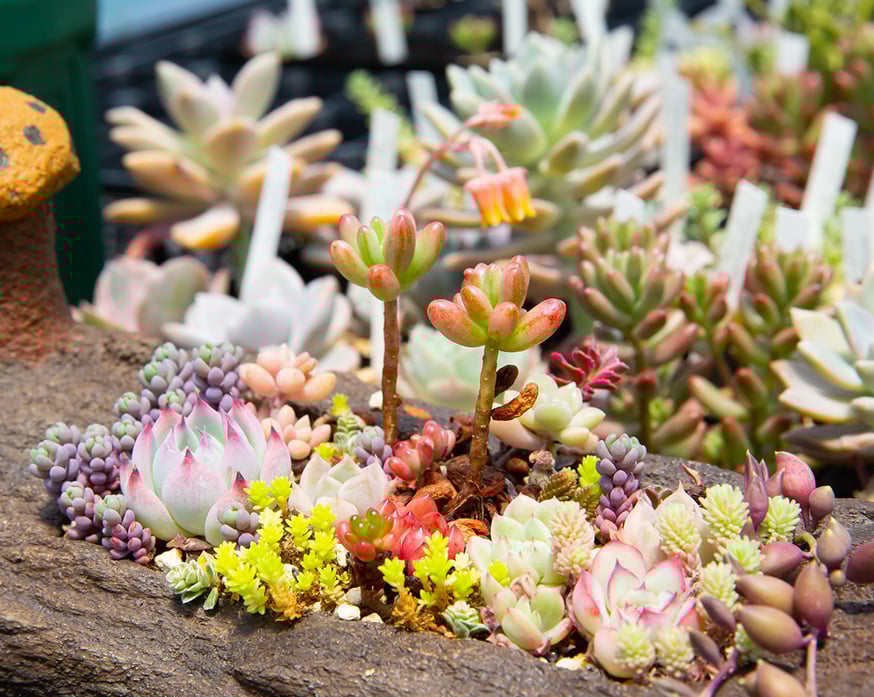 多肉植物の育て方 | 多肉植物カット苗の通販 | エケベリア(韓国苗)多肉