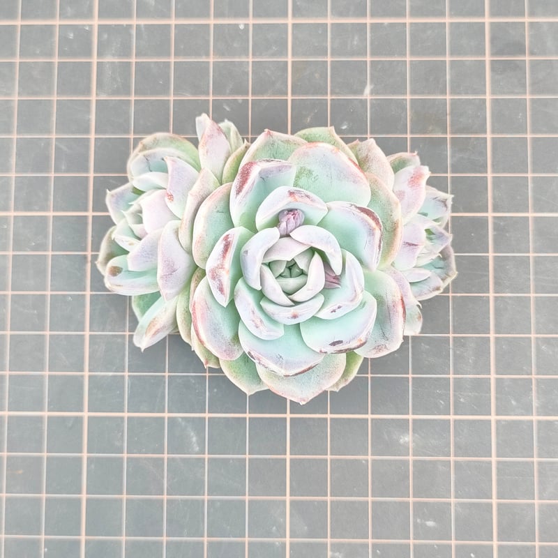 リッチブルー エケベリア カット苗 | 多肉植物カット苗の通販