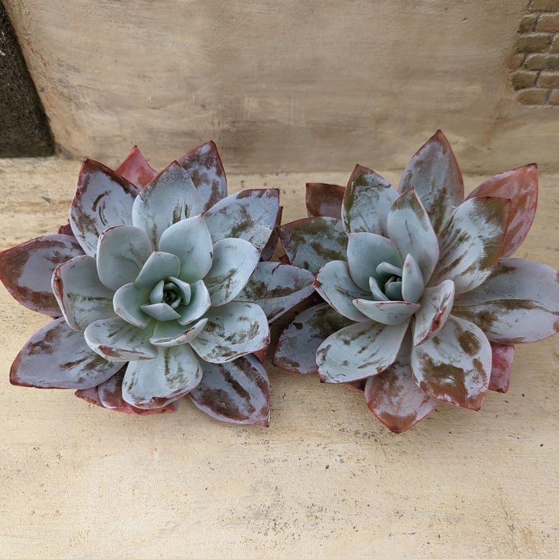 ホワイトロータス エケベリア カット苗 | 多肉植物カット苗の通販