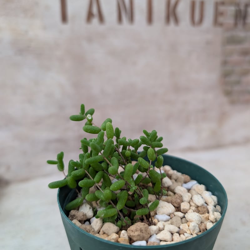 ドロサンテマム アイスクリスタル 土付き 宅急便発送 | 多肉植物カット