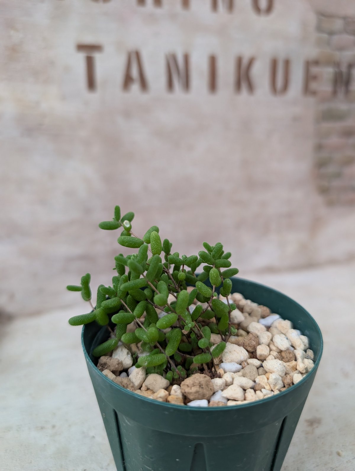 ドロサンテマム アイスクリスタル 土付き 宅急便発送 | 多肉植物カット