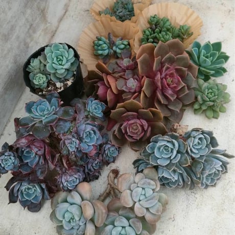 商品一覧 | 多肉植物カット苗の通販 | エケベリア(韓国苗)多肉植物専門