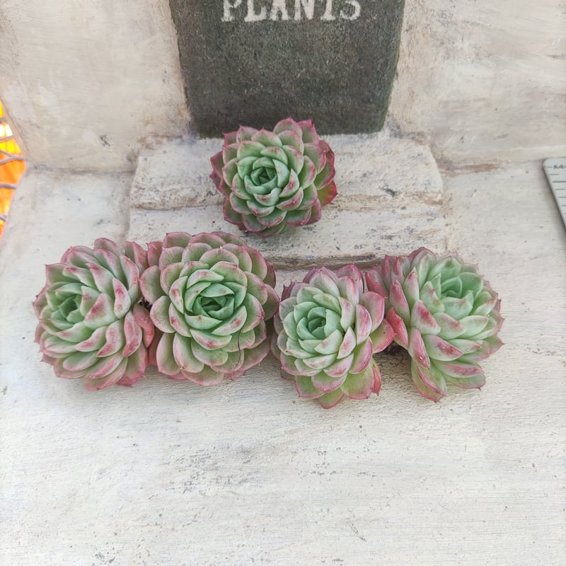 ライムアンドチリ(抜き苗) 多肉植物