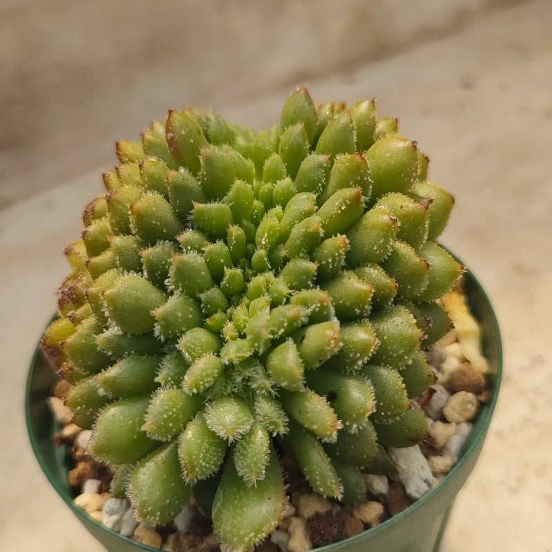 キャロル綴化 エケベリア 抜き苗 | 多肉植物カット苗の通販