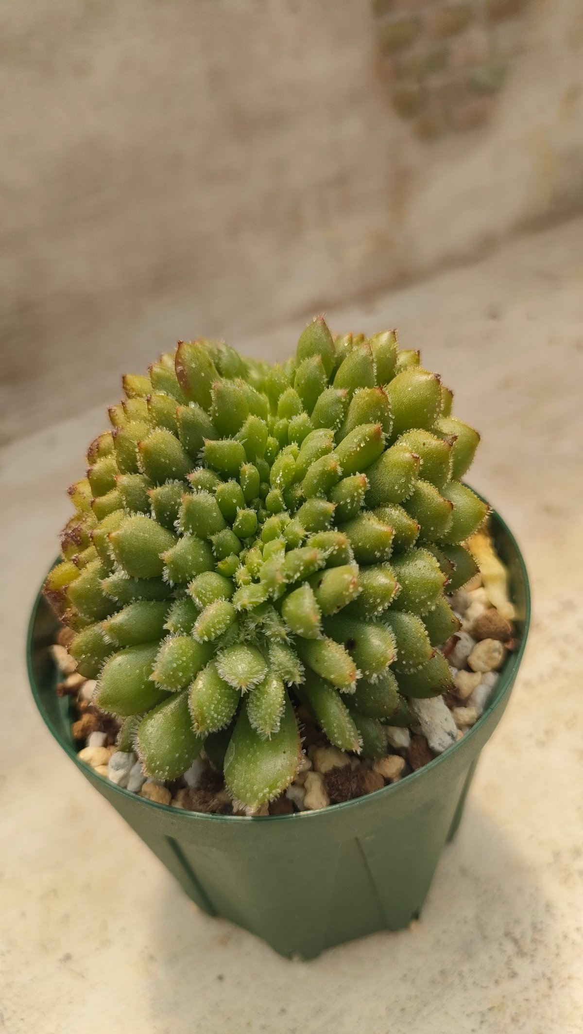 キャロル綴化 エケベリア 抜き苗 | 多肉植物カット苗の通販