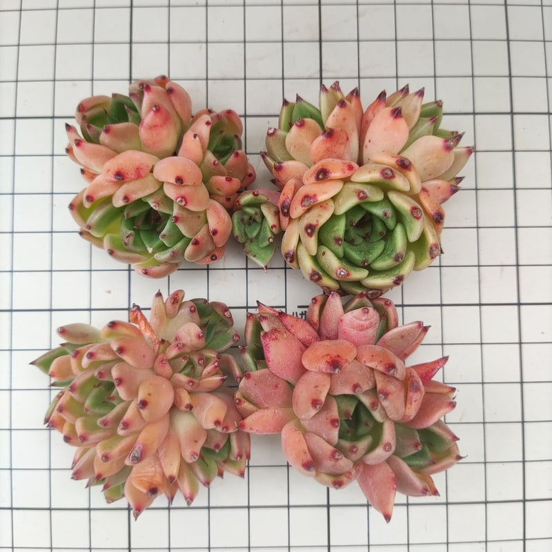 ミニドラゴン エケベリア カット苗 | 多肉植物カット苗の通販