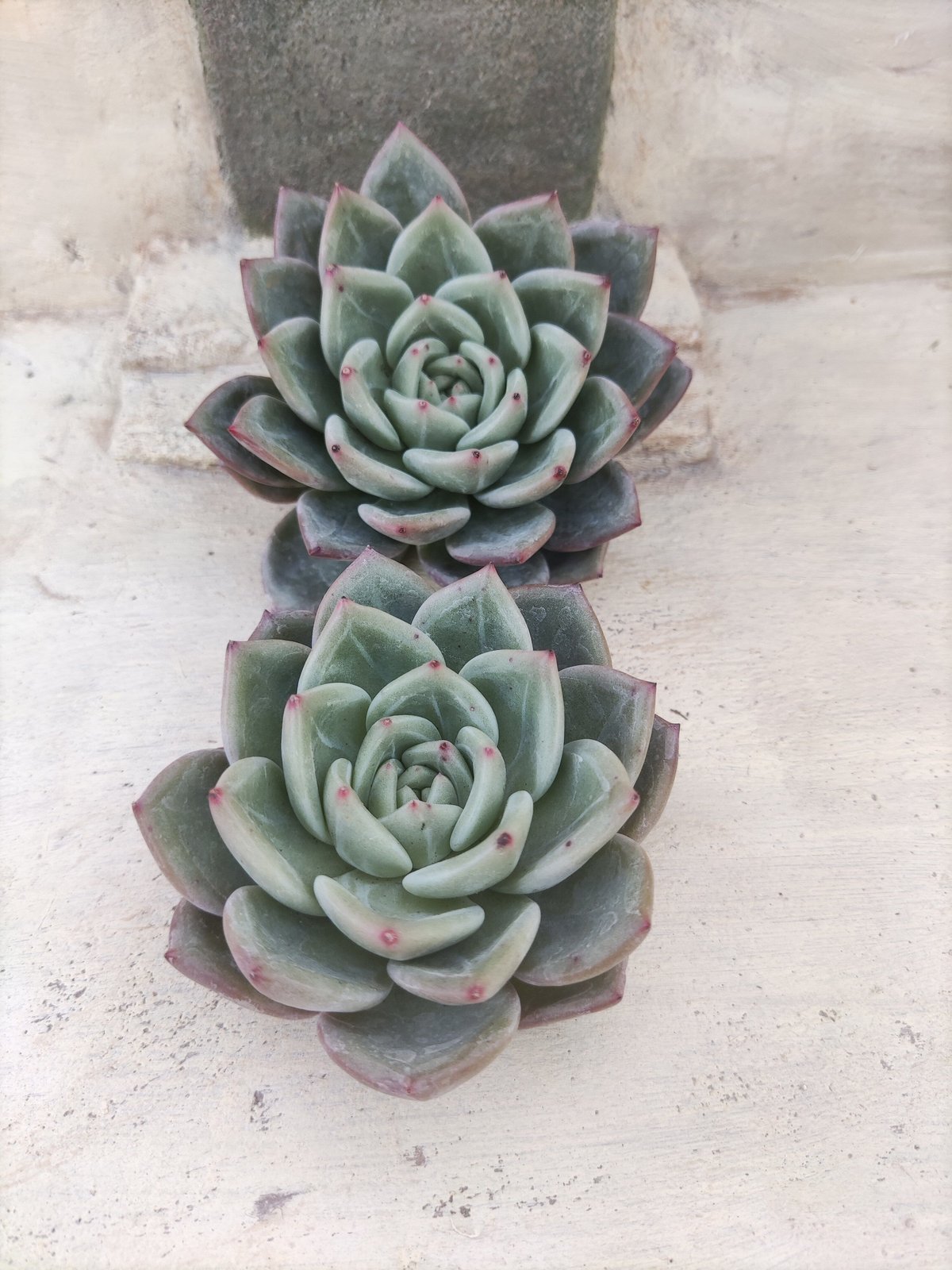 多肉植物 ❁︎フローレンス錦 カキコ - 植物/観葉植物