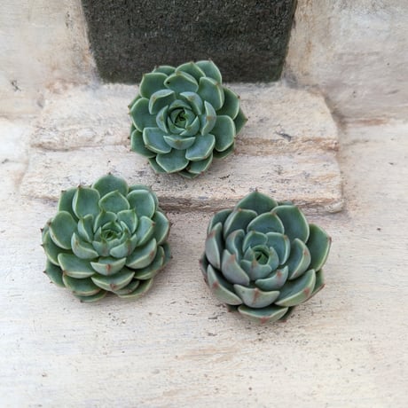 ティッピー×ベンバディス 韓国苗 【公式通販】