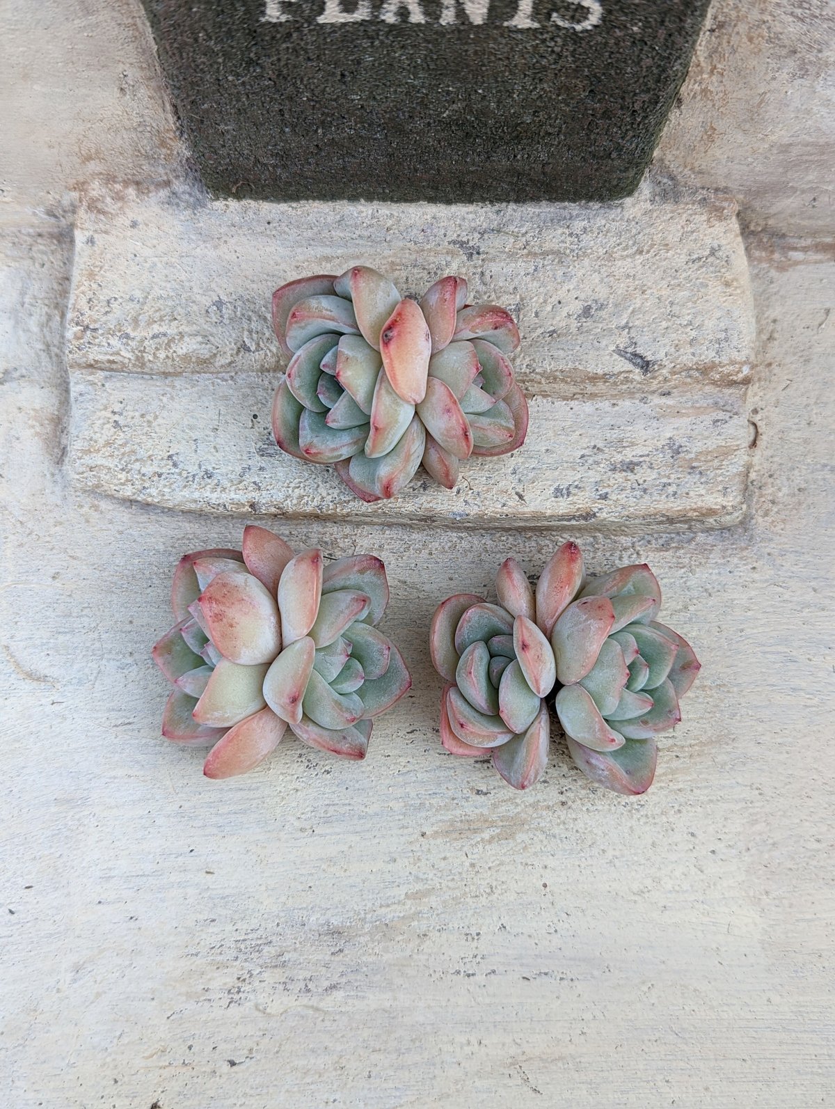 シュークリーム エケベリア カット苗 | 多肉植物カット苗の通販