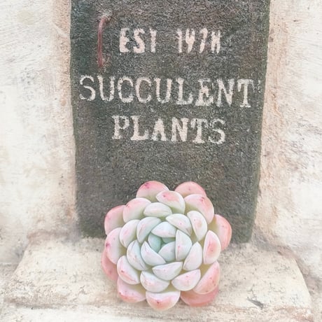 多肉植物カット苗の通販 | エケベリア(韓国苗)多肉植物専門店 | 森の多肉園