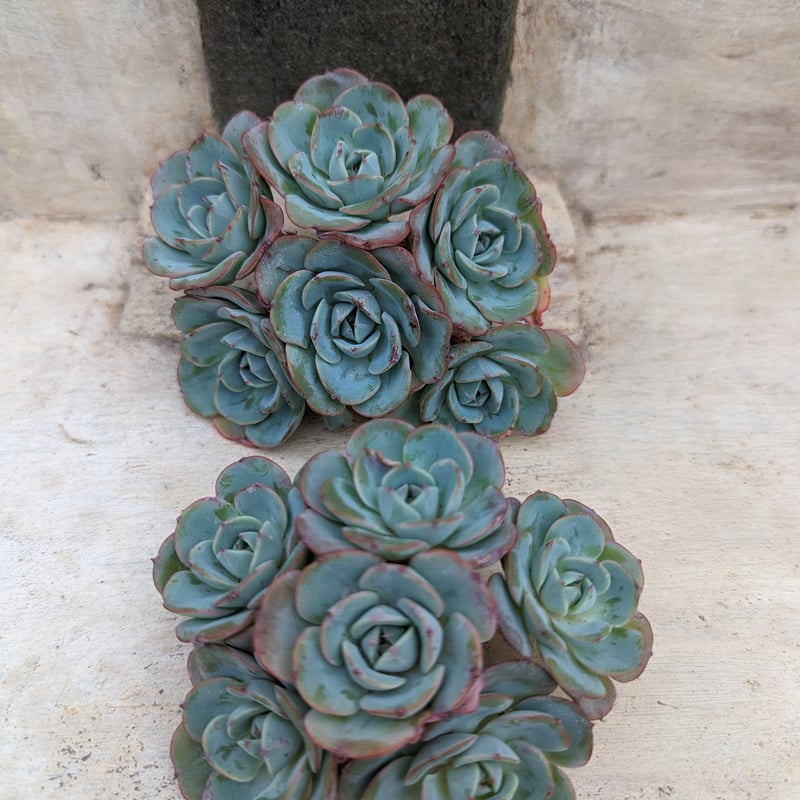 多肉植物　ピーチスアンクリーム　　抜き苗 多肉植物 ピーチスアンクリーム 抜き苗 ピーチスアンドクリーム