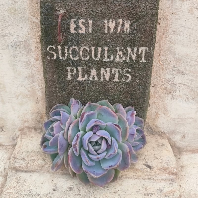 リッチブルー エケベリア カット苗 | 多肉植物カット苗の通販