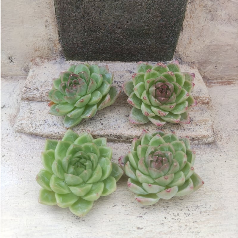 フェアリークイーン◎多肉植物 カット苗 韓国苗 エケベリア等