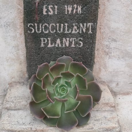 商品一覧 | 多肉植物カット苗の通販 | エケベリア(韓国苗)多肉植物専門