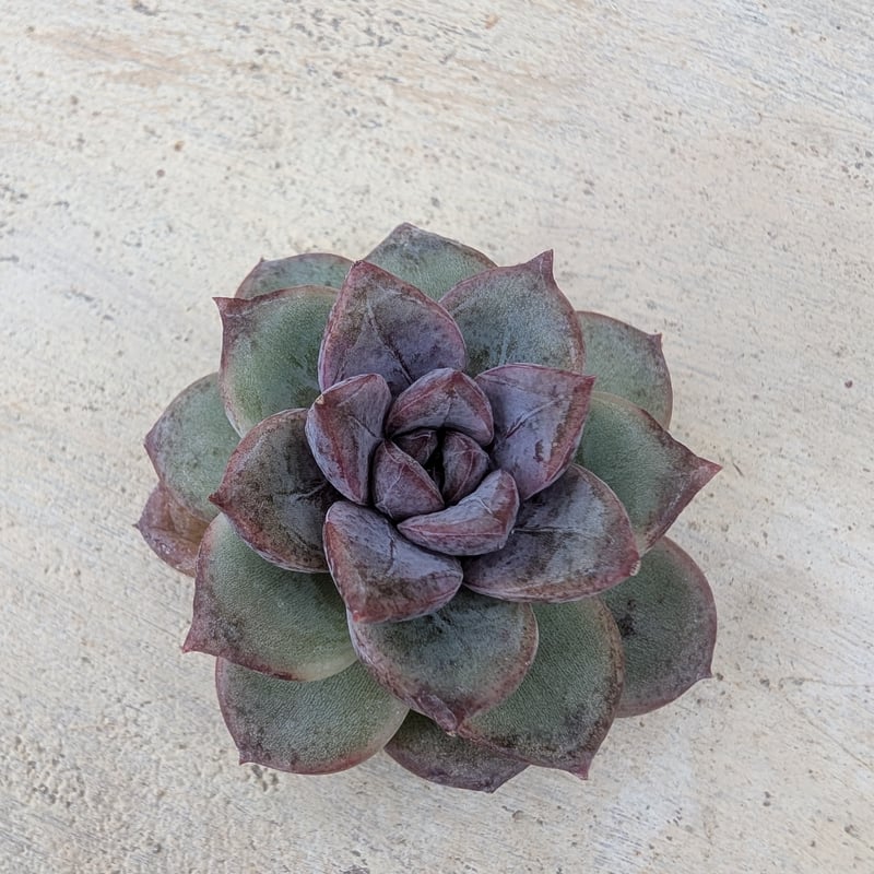 ブラックバイオレット◎多肉植物 カット苗 韓国苗 エケベリア等 ブラックバイオレット◎多肉植物 カット苗 韓国苗 エケベリア等 レッド