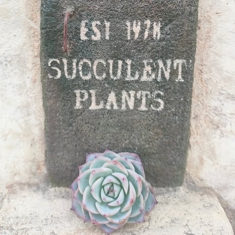 商品一覧 | 多肉植物カット苗の通販 | エケベリア(韓国苗)多肉植物専門