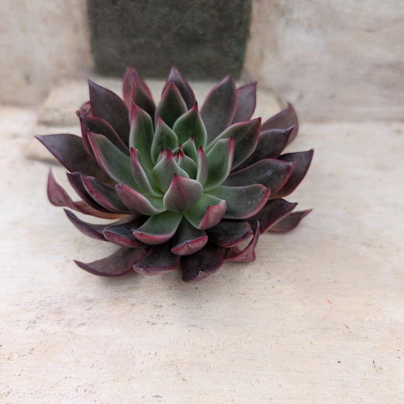 レゾン エケベリア カット苗 | 多肉植物カット苗の通販 | エケベリア