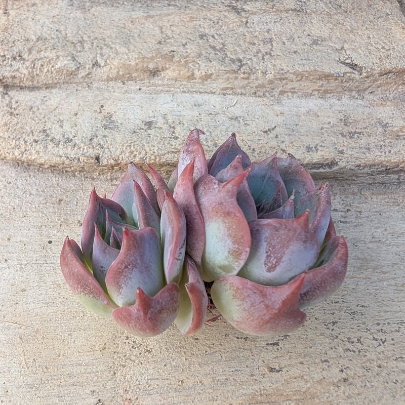 テイロサ エケベリア カット苗 | 多肉植物カット苗の通販 | エケベリア