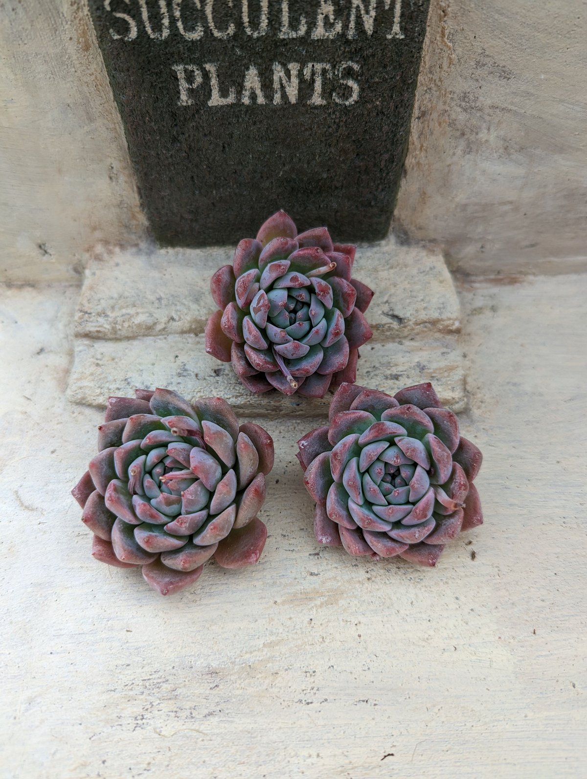 ピンクアレックス エケベリア カット苗 | 多肉植物カット苗の通販