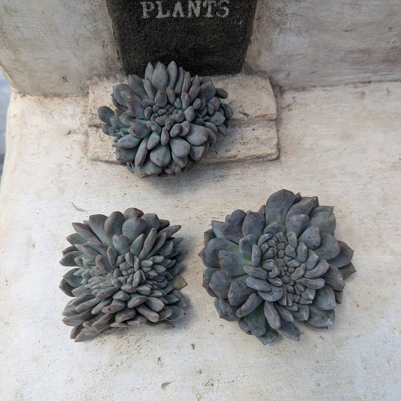 アリエル錦 覆輪綴化 多肉植物