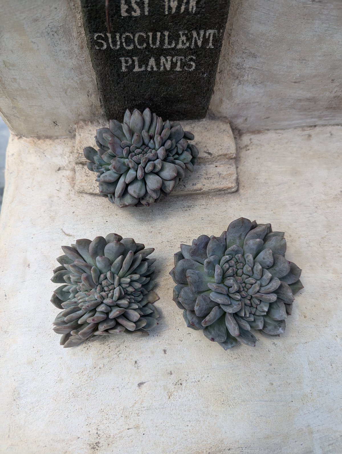 アリエル 綴化 エケベリア カット苗 | 多肉植物カット苗の通販