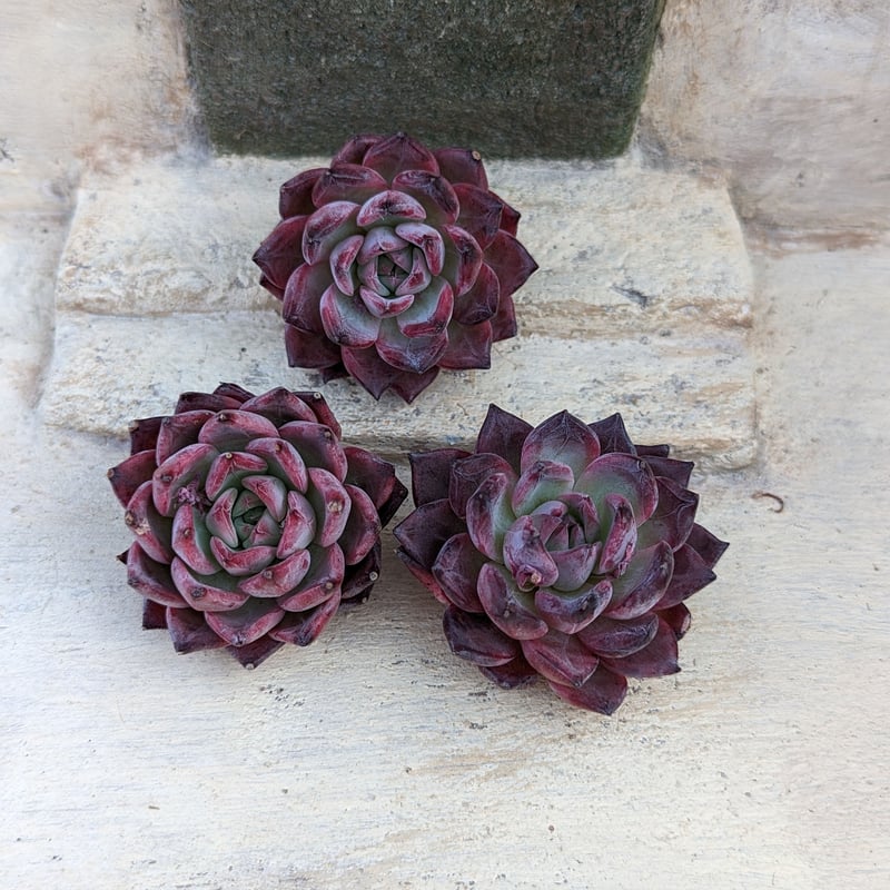 アランフェス エケベリア カット苗 | 多肉植物カット苗の通販