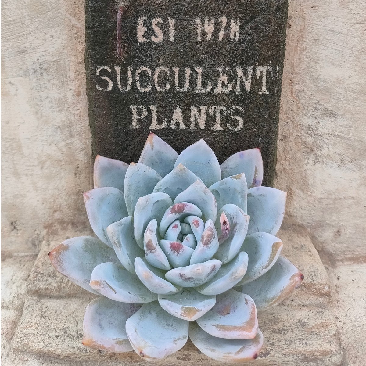 トロムソ エケベリア カット苗 | 多肉植物カット苗の通販 | エケベリア