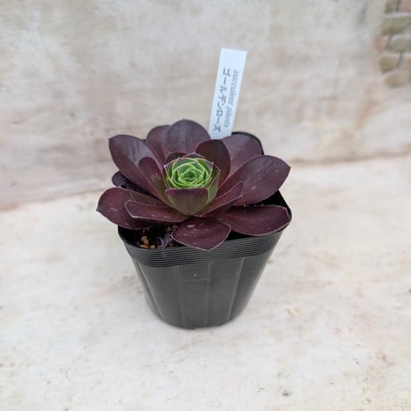 商品一覧 | 多肉植物カット苗の通販 | エケベリア(韓国苗)多肉植物専門