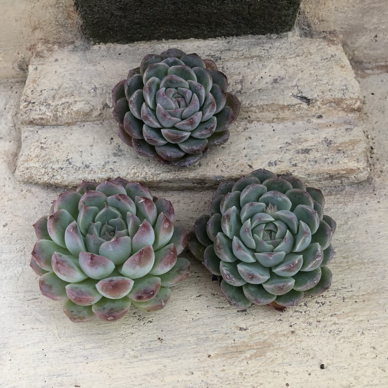 【多肉植物】エケベリア　エレガンス　カット苗写真全て　❤️かなり大きくなります❤️ 多肉植物】エケベリアエレガンスカット苗写真全て❤️かなり