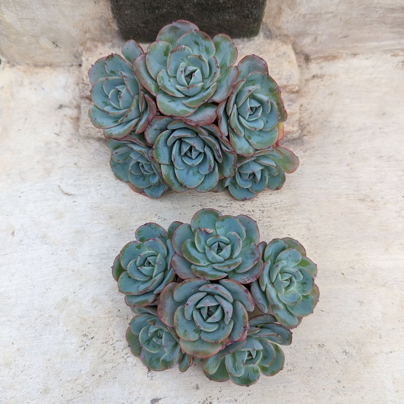 ピーチスアンドクリーム エケベリア カット苗 群生 | 多肉植物カット苗