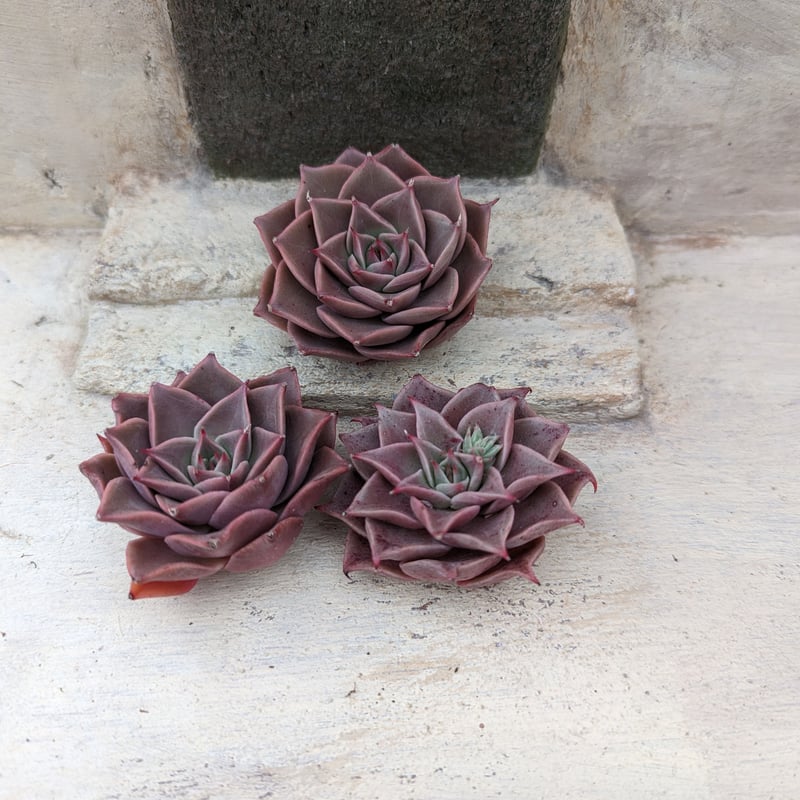 ゲラン エケベリア カット苗 | 多肉植物カット苗の通販 | エケベリア