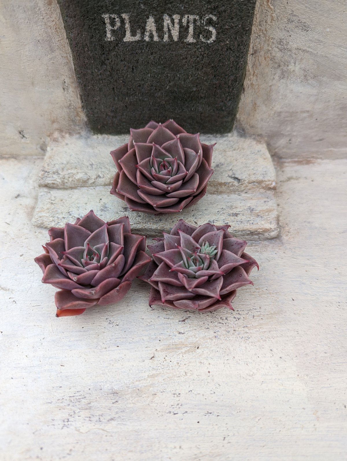 ゲラン エケベリア カット苗 | 多肉植物カット苗の通販 | エケベリア