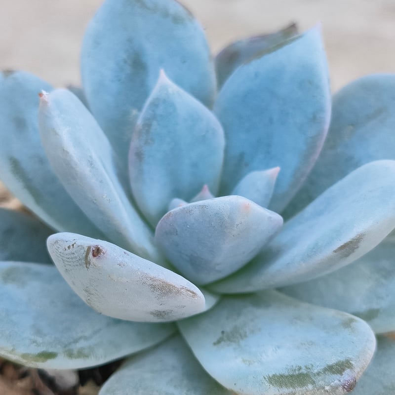 ブルーバード エケベリア 抜き苗 | 多肉植物カット苗の通販