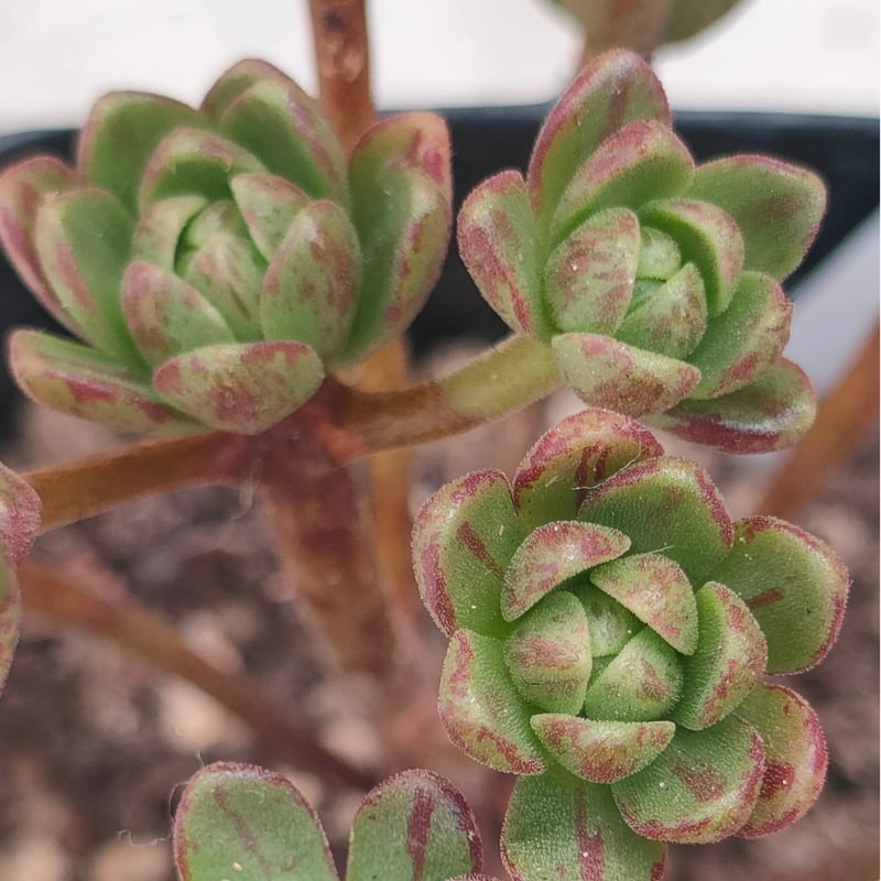 小人の花束 アエオニウム 抜き苗 | 多肉植物カット苗の通販