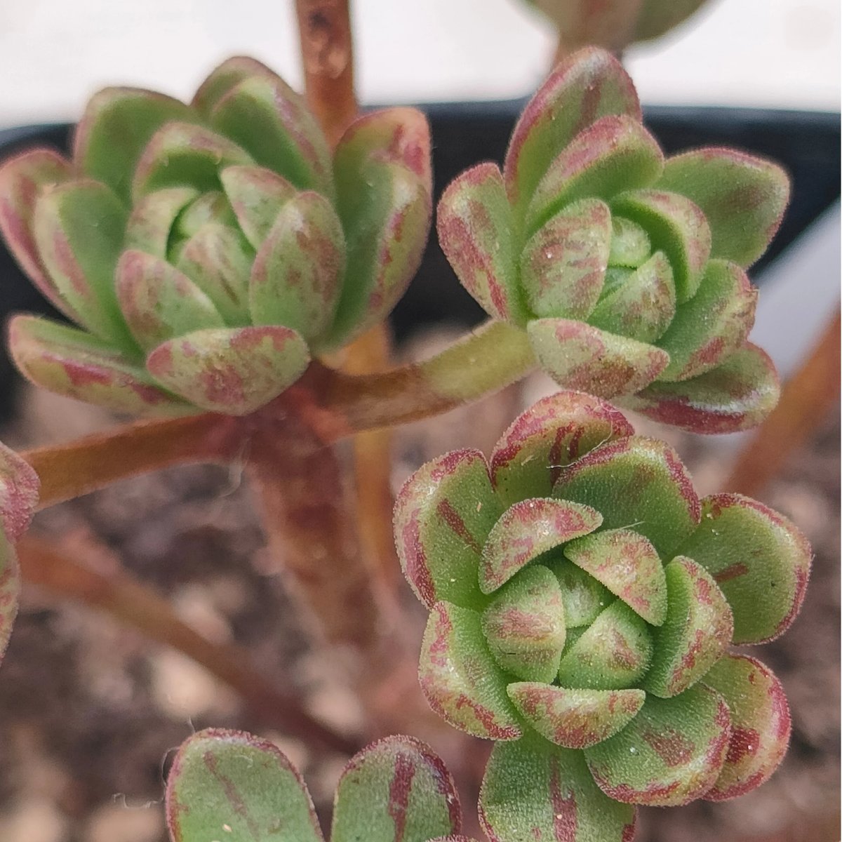 銀*丞様 B1508-4 ×16苗アエオニウム系 フェンカ 抜き苗 多肉植物 エ 銀*丞様 B1508-4 ×16苗アエオニウム系 フェンカ 抜き苗 多肉植物 エ 銀