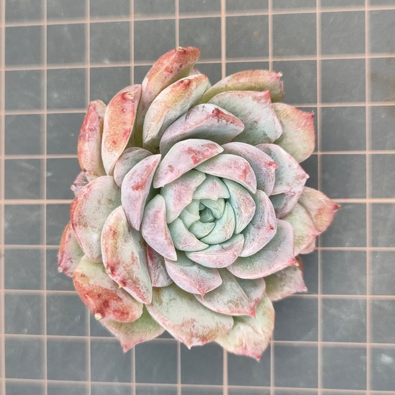 ロザリア エケベリア カット苗 | 多肉植物カット苗の通販 | エケベリア