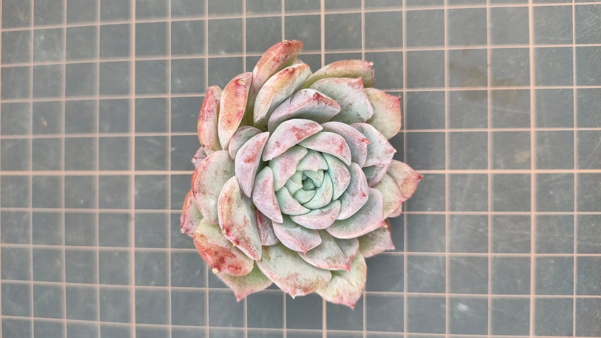 ロザリア エケベリア カット苗 | 多肉植物カット苗の通販 | エケベリア