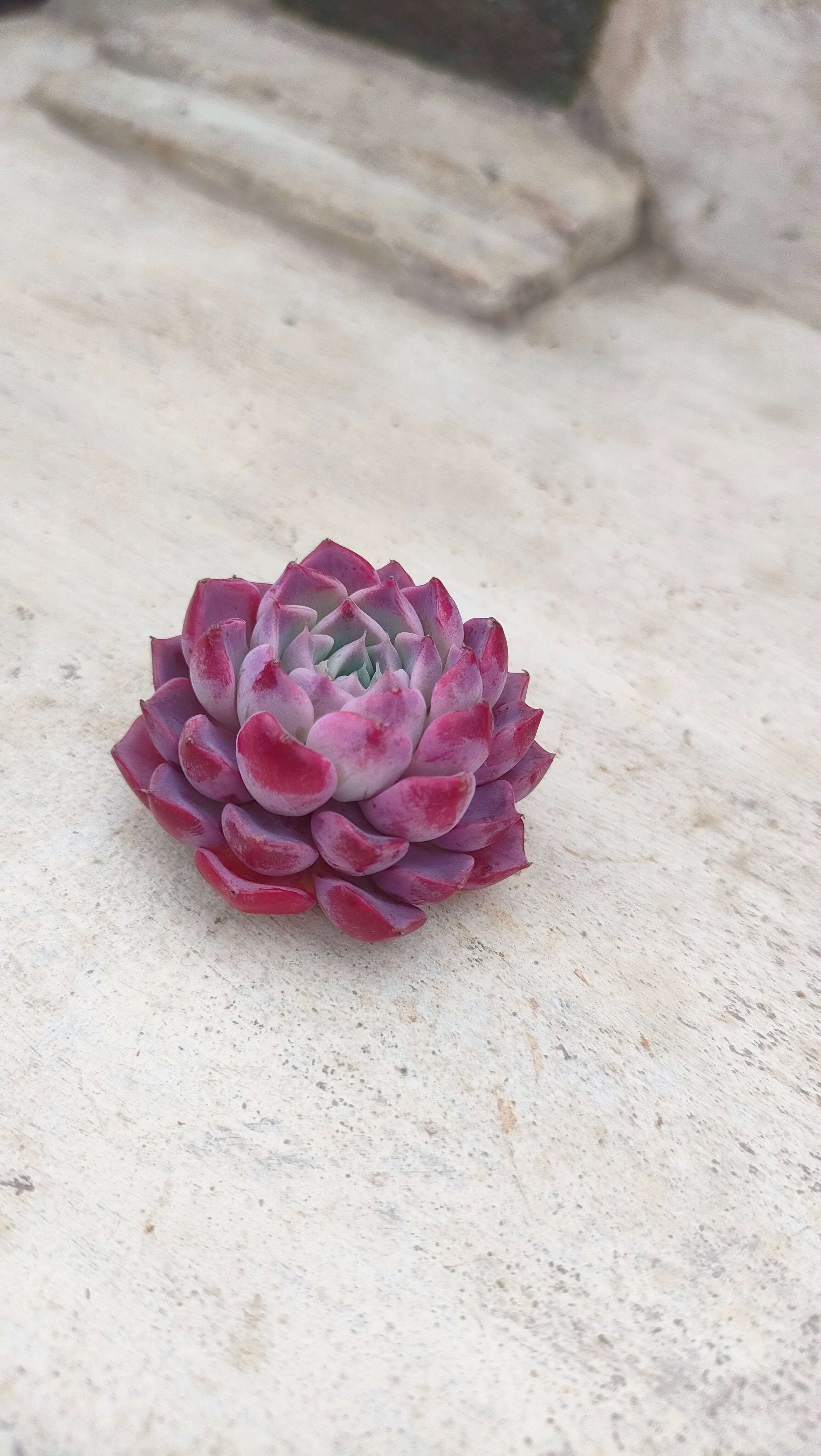 ハンアルム エケベリア カット苗 | 多肉植物カット苗の通販