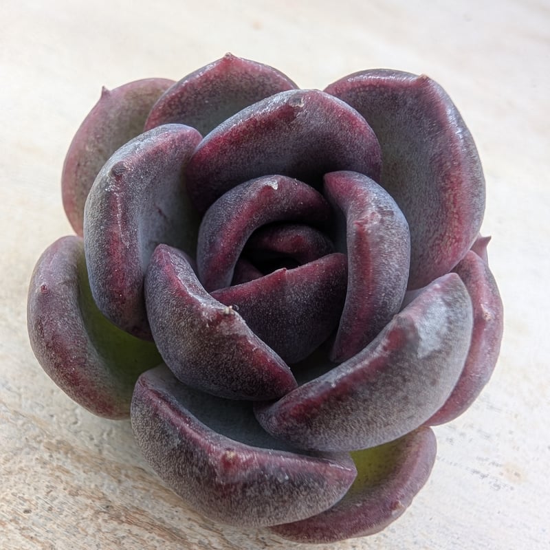 ブラックワイン エケベリア カット苗 | 多肉植物カット苗の通販