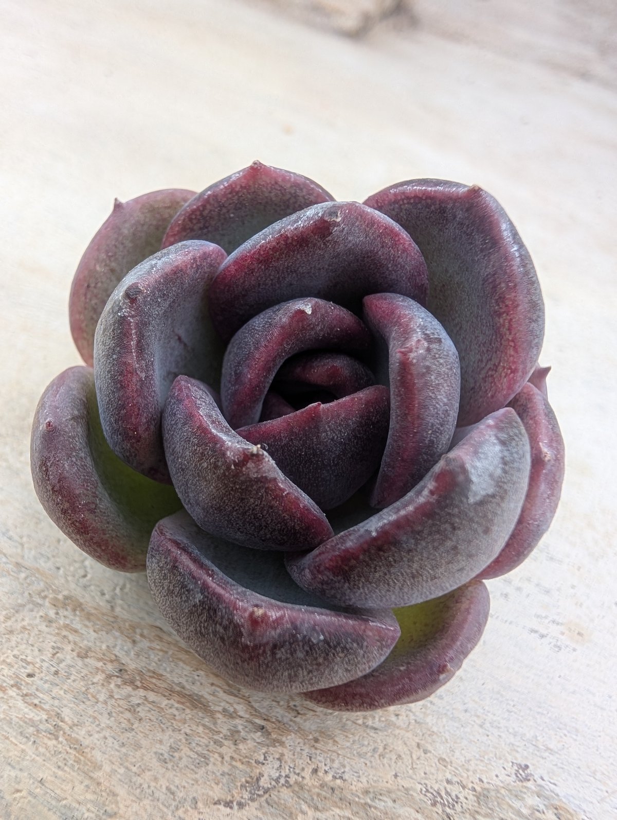 ブラックバイオレット◎多肉植物 カット苗 韓国苗 エケベリア等 ブラックワイン エケベリア カット苗 | 多肉植物カット苗の通販