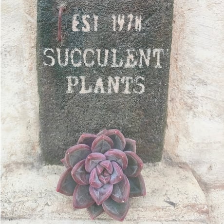 商品一覧 | 多肉植物カット苗の通販 | エケベリア(韓国苗)多肉植物専門