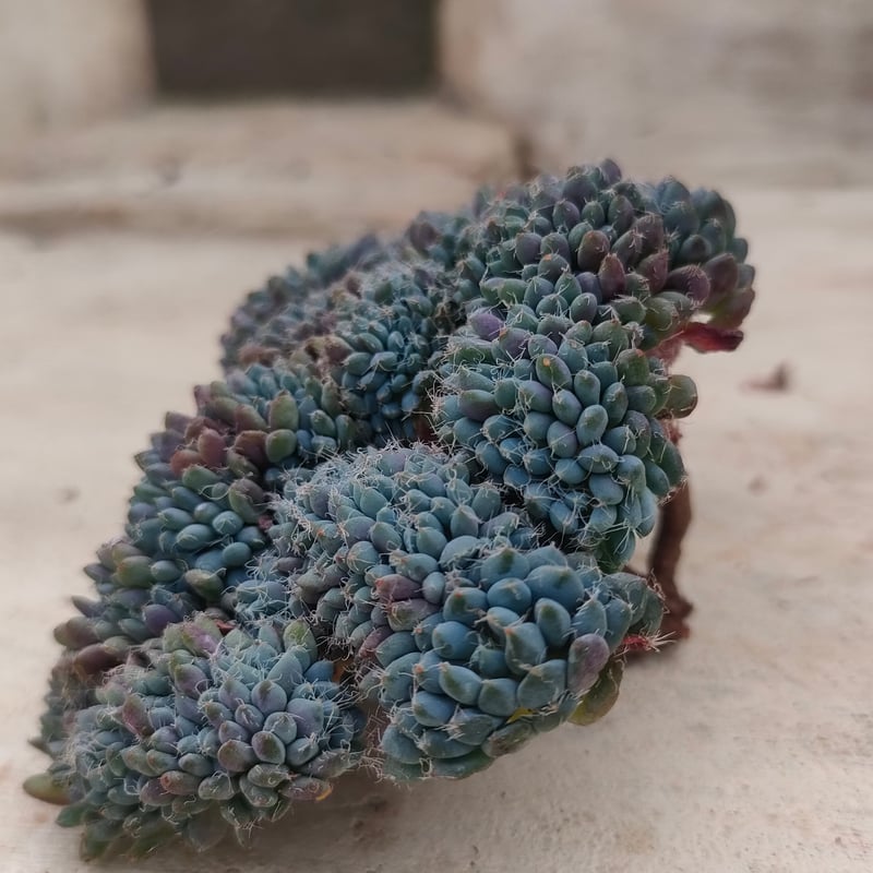 デルル◎多肉植物 カット苗 韓国苗 エケベリア等 ディオール◎多肉植物 カット苗 韓国苗 エケベリア等 - メルカリ