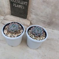 アリエル 綴化 エケベリア カット苗 | 多肉植物カット苗の通販