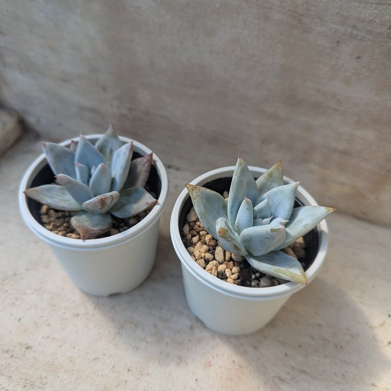 エケベリア・ジャイアントブルー - 雨読堂 -UDOKUDO- 観葉植物と鉢の