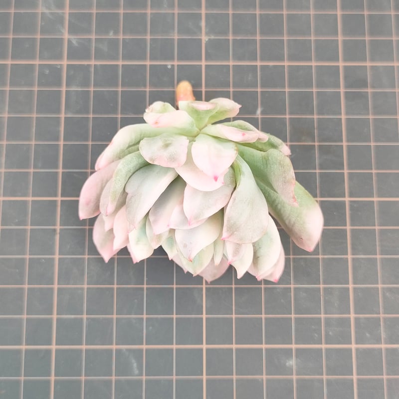 ブラッドブリアナ錦 エケベリア カット苗 | 多肉植物カット苗の通販