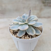 サブセシリス錦 エケベリア | 多肉植物カット苗の通販 | エケベリア