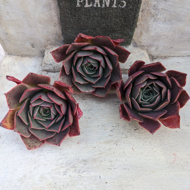 レレナ エケベリア カット苗 | 多肉植物カット苗の通販 | エケベリア